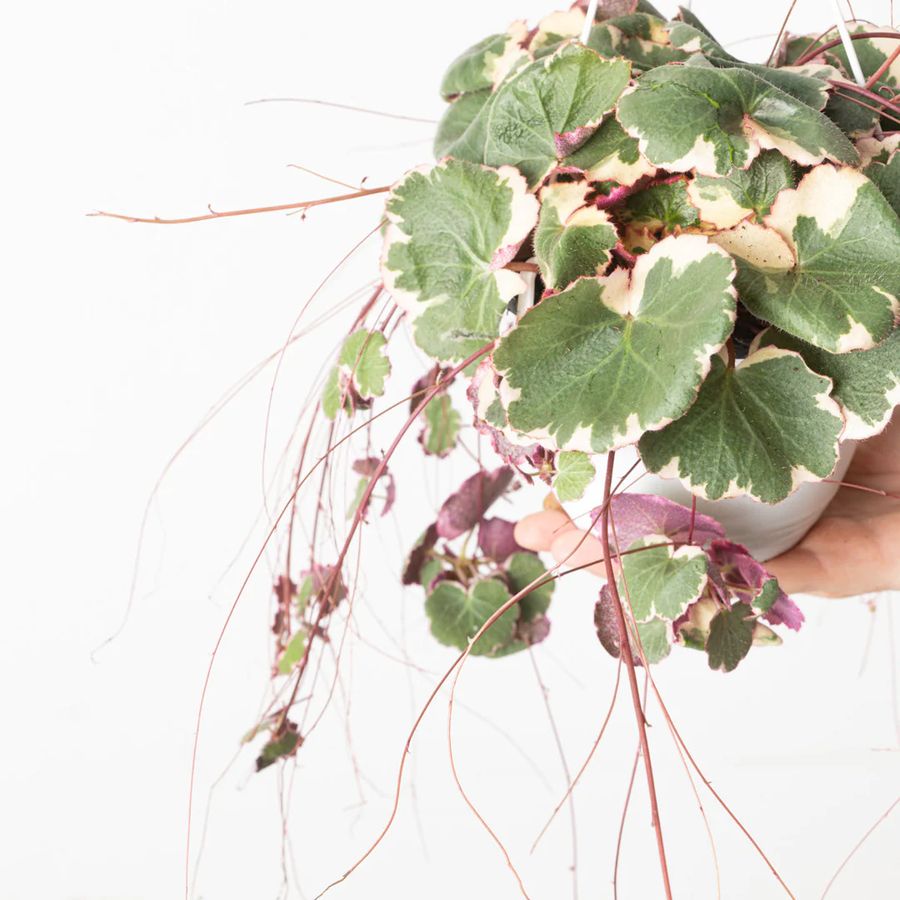 Ind&aacute;s kőt&ouml;rőfű Saxifraga stolonifera 'Tricolor'