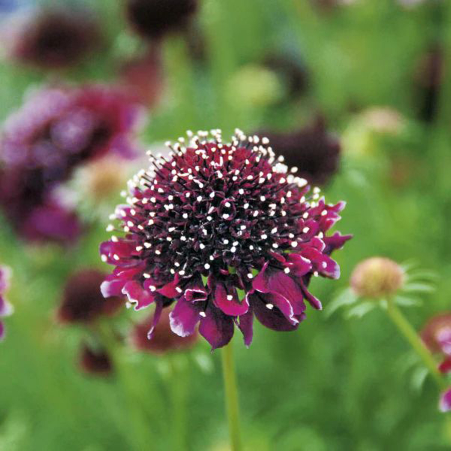 Scabiosa columbaria 'Summer Nights' &Ouml;rd&ouml;gszem