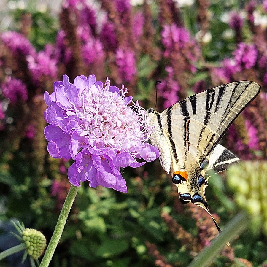 Scabiosa incisa 'Kudo Pink' &Ouml;rd&ouml;gszem