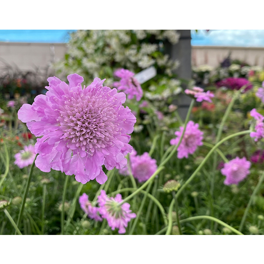 &Ouml;rd&ouml;gszem Scabiosa incisa 'Kudo Pink'