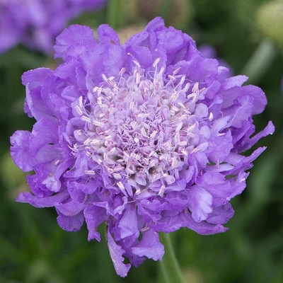 Scabiosa columbaria 'Mariposa Blue' Ördögszem