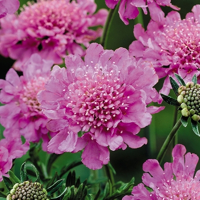 Scabiosa columbaria 'Pink Mist' Ördögszem