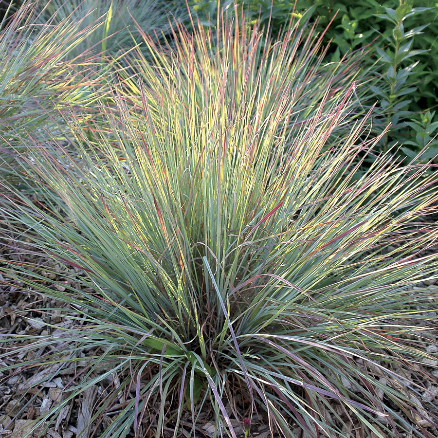 Schizachyrium scoparium 'Standing Ovation' Fenyérfű