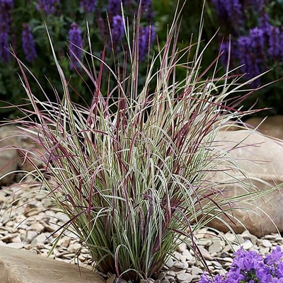 Schizachyrium scoparium 'Chameleon' Fenyérfű