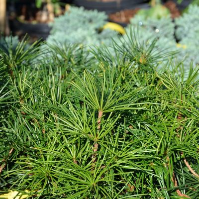 Japán ernyőfenyő Sciadopitys verticillata