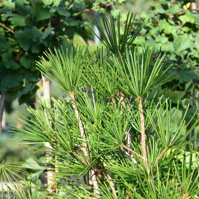 Japán ernyőfenyő Sciadopitys verticillata