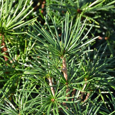 Sciadopitys verticillata Japán ernyőfenyő