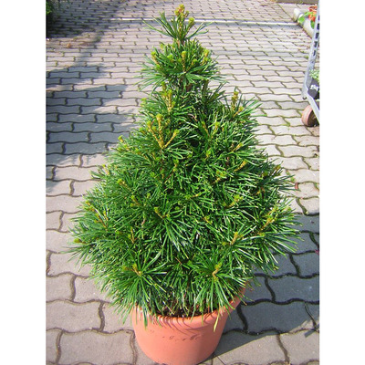 Japán ernyőfenyő Sciadopitys verticillata 'Sternschnuppe'