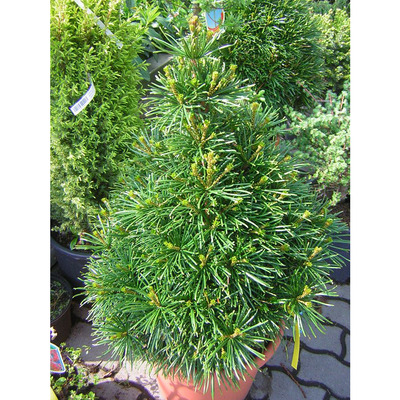 Sciadopitys verticillata 'Sternschnuppe' Japán ernyőfenyő