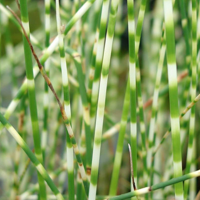 Scirpus lacustris 'Zebrinus' Tavik&aacute;ka
