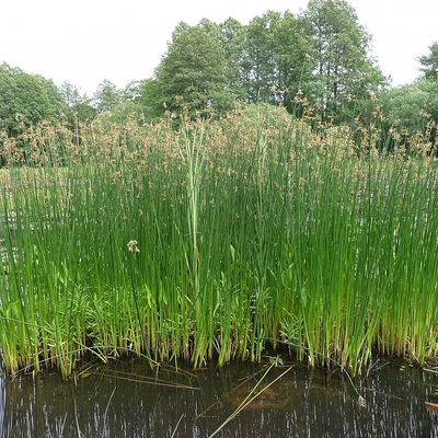 Scirpus lacustris Tavik&aacute;ka