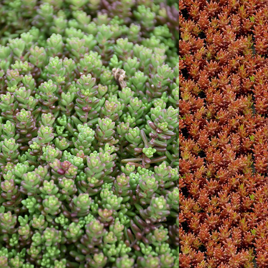 Sedum album 'Murale' Varj&uacute;h&aacute;j