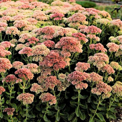 Sedum 'Autumn Fire' Varjúháj