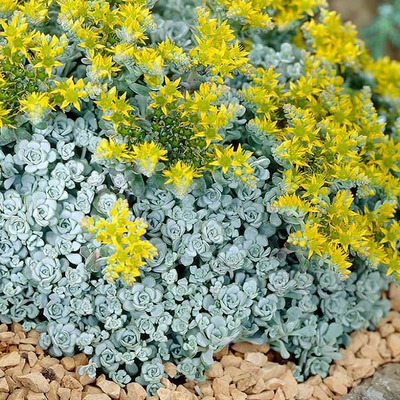 Sedum spathulifolium 'Cape Blanco' Varjúháj