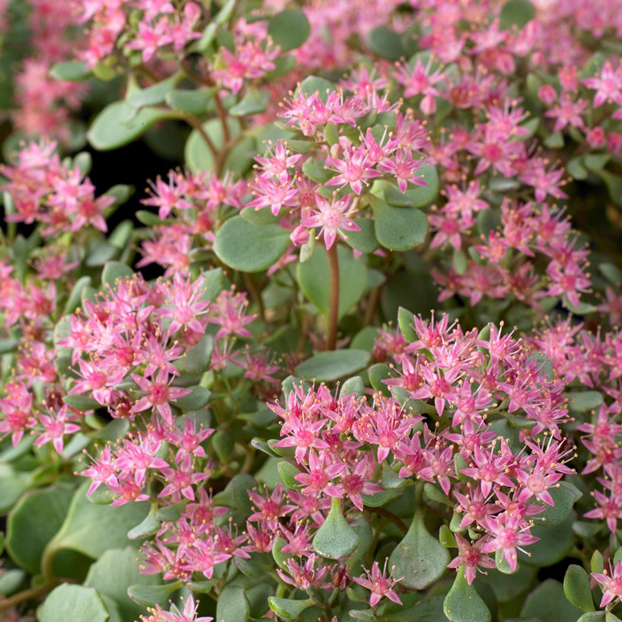 Sedum cauticola Varj&uacute;h&aacute;j