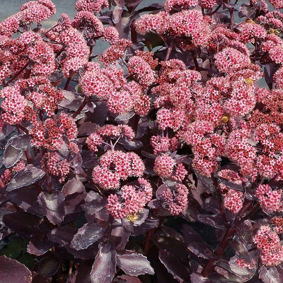Sedum telephium 'Seduction Cherry Chocolate' Varj&uacute;h&aacute;j