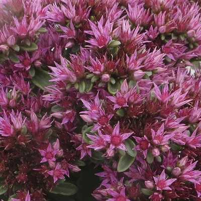 Sedum spurium 'Deep Rose' Varj&uacute;h&aacute;j