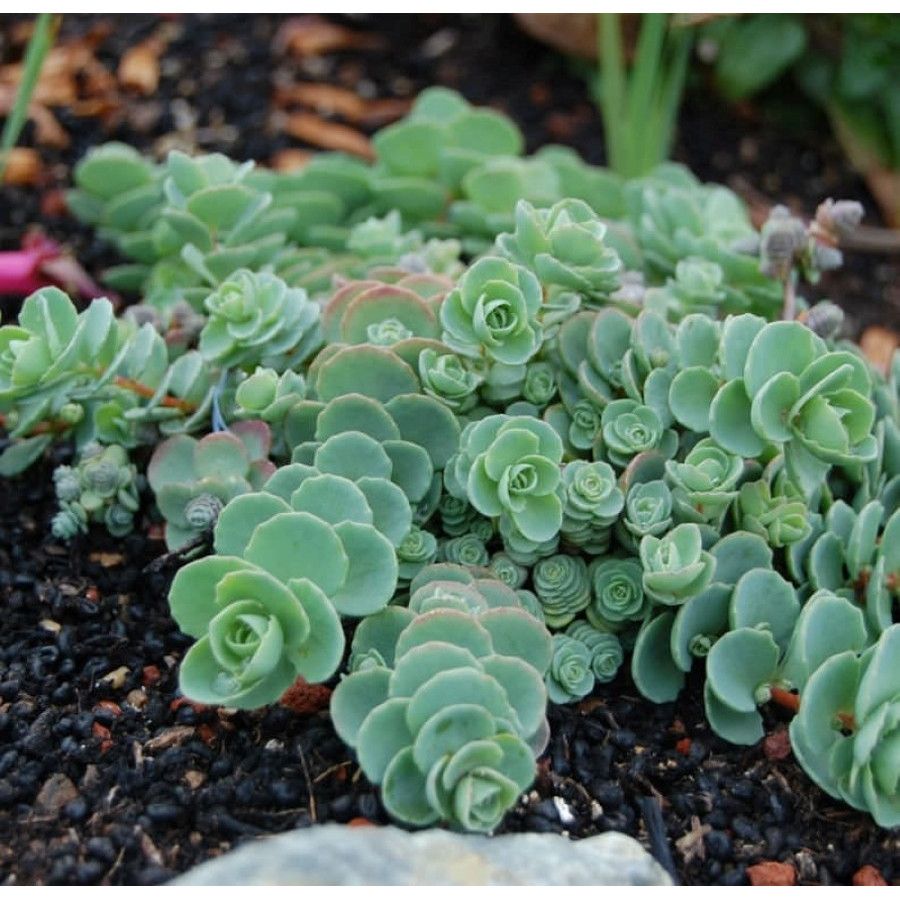 Sedum ewersii Varj&uacute;h&aacute;j