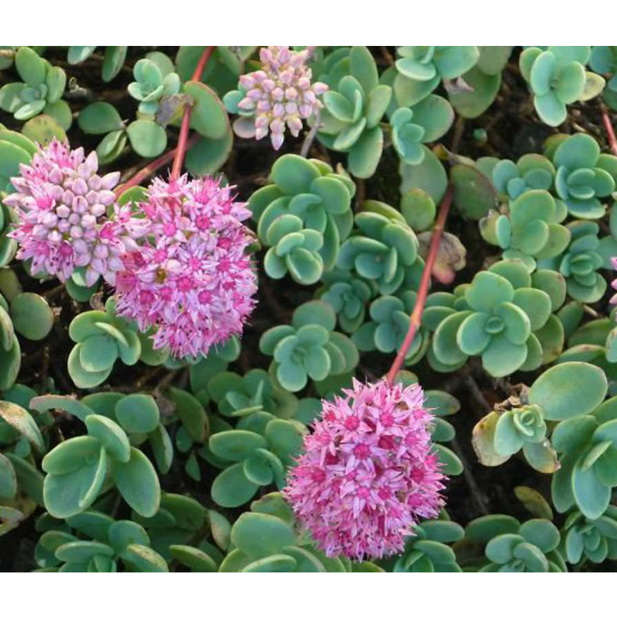 Varjúháj Sedum ewersii