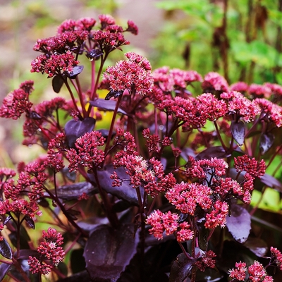 Sedum telephium 'Touchdown Teak' Varj&uacute;h&aacute;j