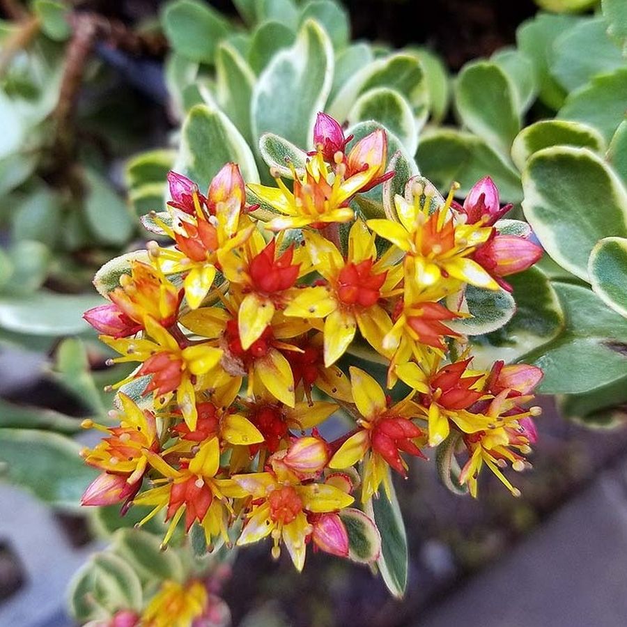 Sedum kamtschatikum 'Variegatum' Varj&uacute;h&aacute;j