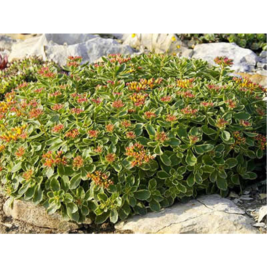 Varj&uacute;h&aacute;j Sedum kamtschatikum 'Variegatum'