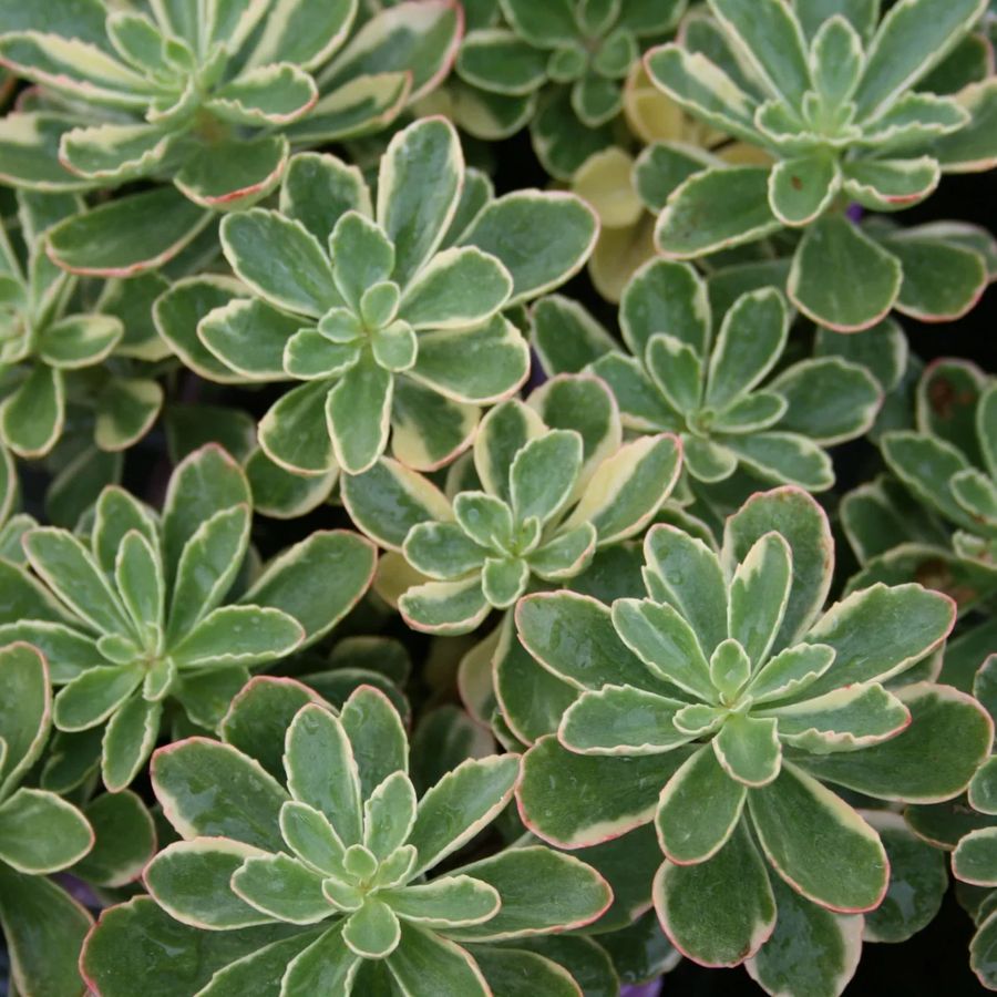 Varj&uacute;h&aacute;j Sedum kamtschatikum 'Variegatum'