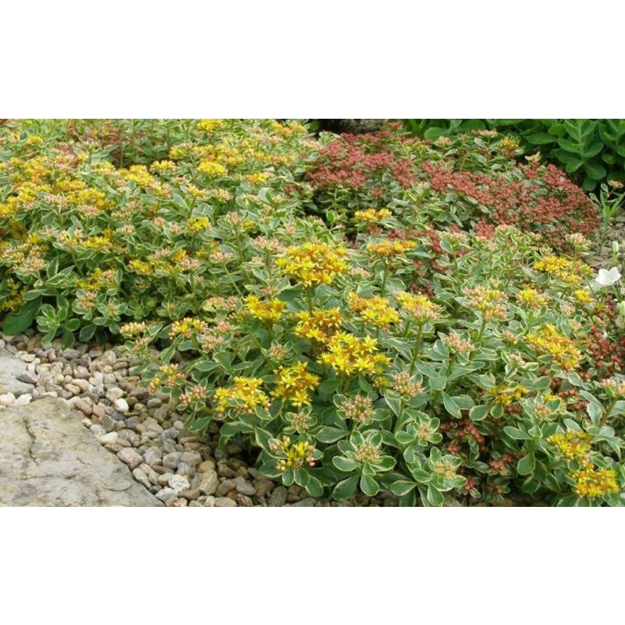 Varj&uacute;h&aacute;j Sedum kamtschatikum 'Variegatum'