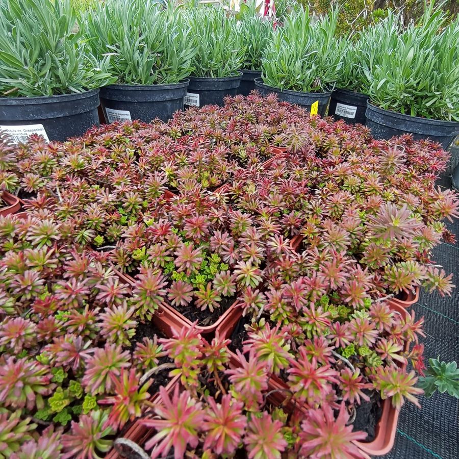 Sedum kurilense Varj&uacute;h&aacute;j