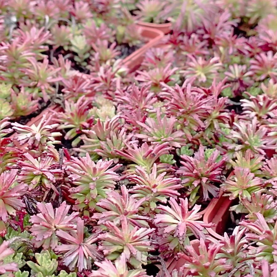 Varj&uacute;h&aacute;j Sedum kurilense