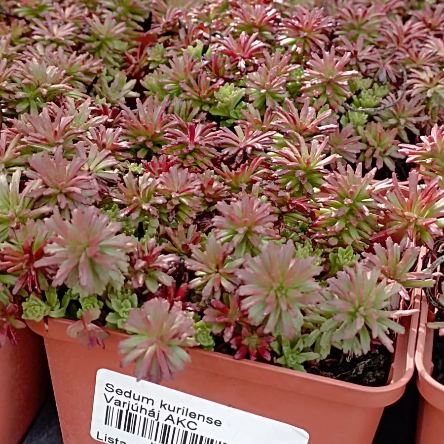 Varj&uacute;h&aacute;j Sedum kurilense