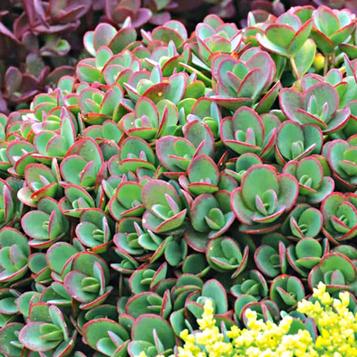 Sedum 'Sunsparkler Lime Zinger' Varjúháj