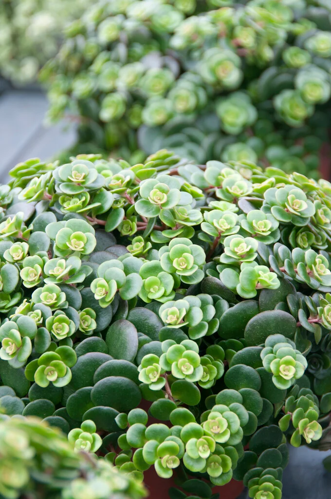 Sedum makinoi Jap&aacute;n varj&uacute;h&aacute;j