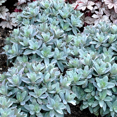 Sedum telephium 'Marina' Varjúháj