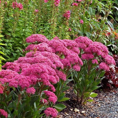 Sedum telephium 'Mr. Goodbud' Varjúháj