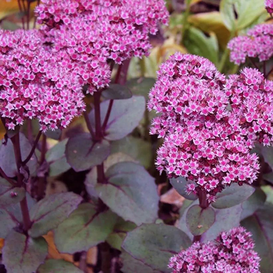 Sedum 'Oriental Dancer' Varjúháj