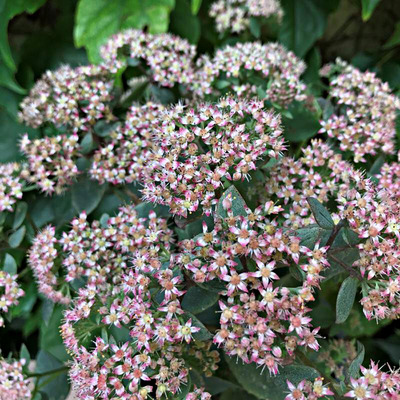 Sedum telephium 'Seduction Pink Passion' Varjúháj