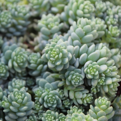 Sedum dasyphyllum 'Silver Rose' Varjúháj