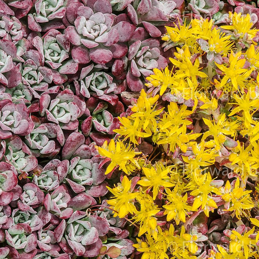 Sedum spathulifolium 'Purpureum' Varjúháj