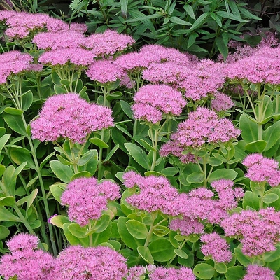 Sedum spectabile 'Brillant' Pompás varjúháj