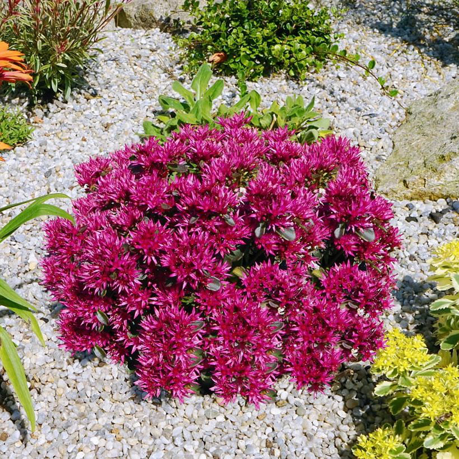 Sedum spurium 'Spot on Deep Rose' Varjúháj