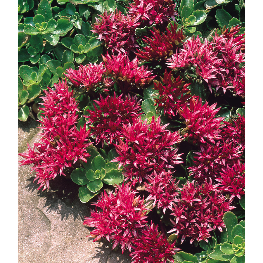 Varjúháj Sedum spurium 'Spot on Deep Rose'