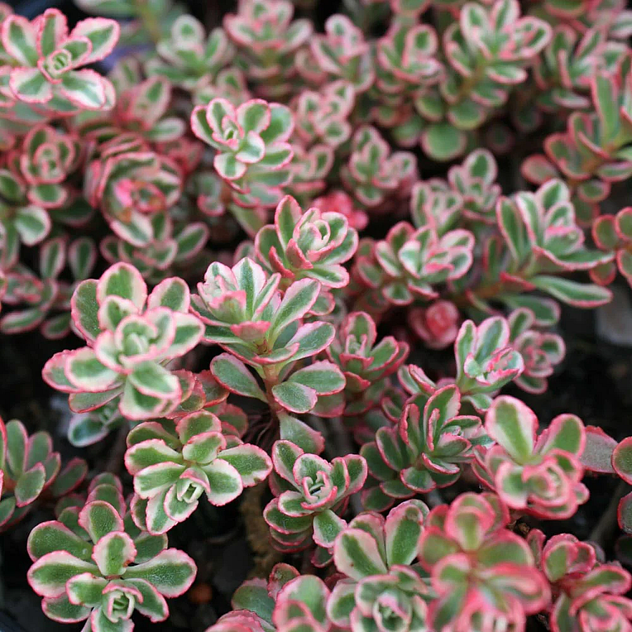 Sedum spurium 'Tricolor' Varjúháj