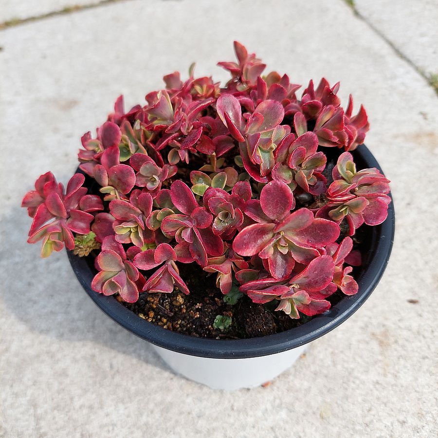 Varj&uacute;h&aacute;j Sedum 'Sunsparkler Wild Fire'