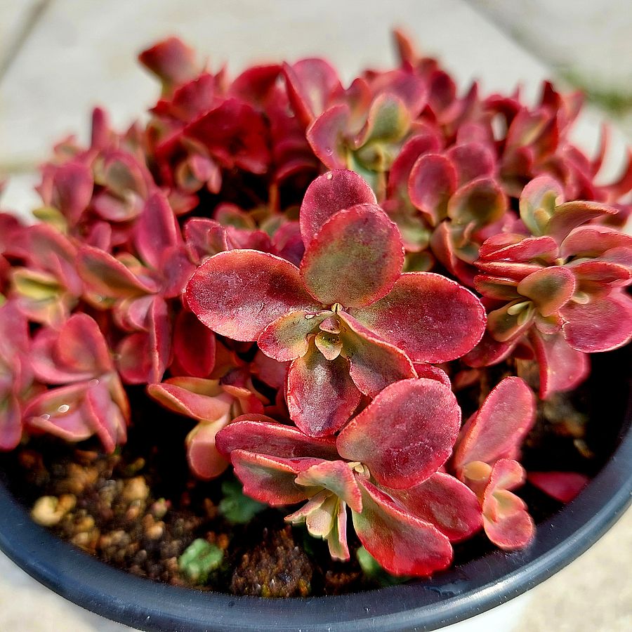 Varj&uacute;h&aacute;j Sedum 'Sunsparkler Wild Fire'