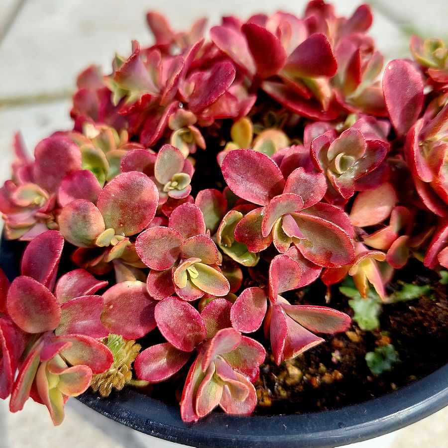 Varj&uacute;h&aacute;j Sedum 'Sunsparkler Wild Fire'