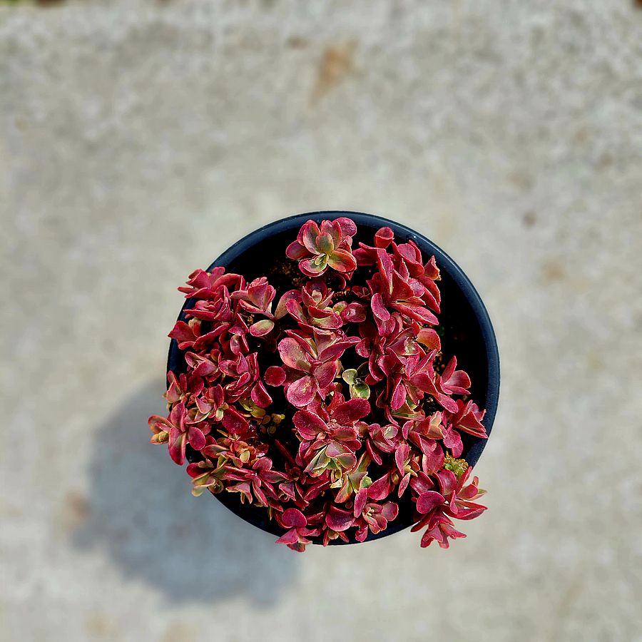 Varj&uacute;h&aacute;j Sedum 'Sunsparkler Wild Fire'
