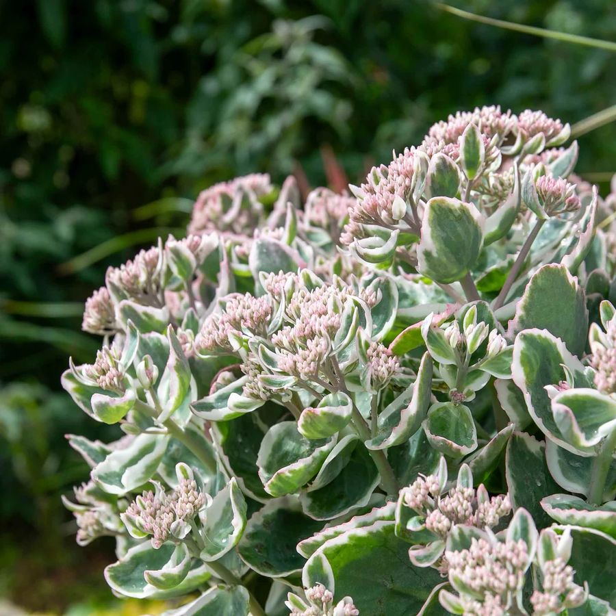 Sedum telephium 'La Vie en Rose' Varj&uacute;h&aacute;j