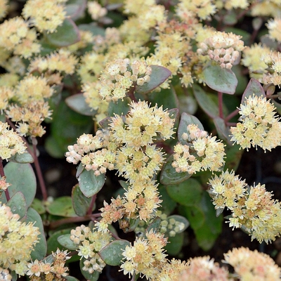 Sedum telephium 'Hab Grey' Varj&uacute;h&aacute;j