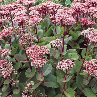 Sedum telephium 'Matrona' Varjúháj